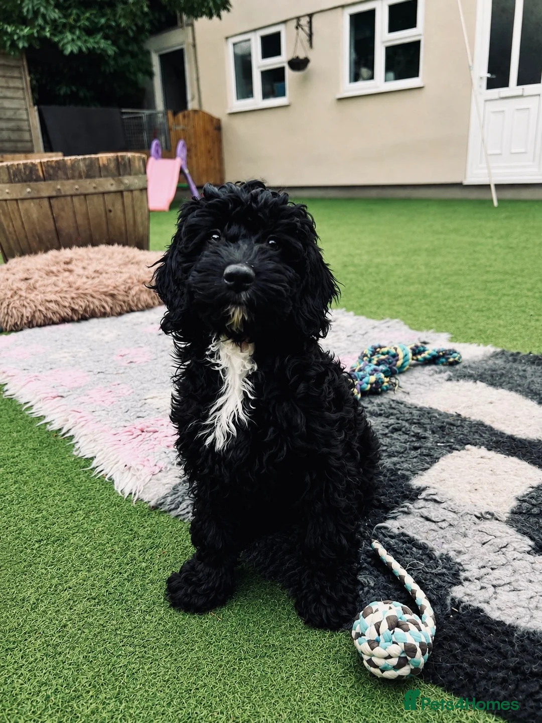 Sproodle dogs for sale: Stunning F1 Sproodles  - Advert 2