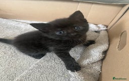 British Shorthair cats for sale: 6 adorable BSH kittens looking for forever homes  - Image 6