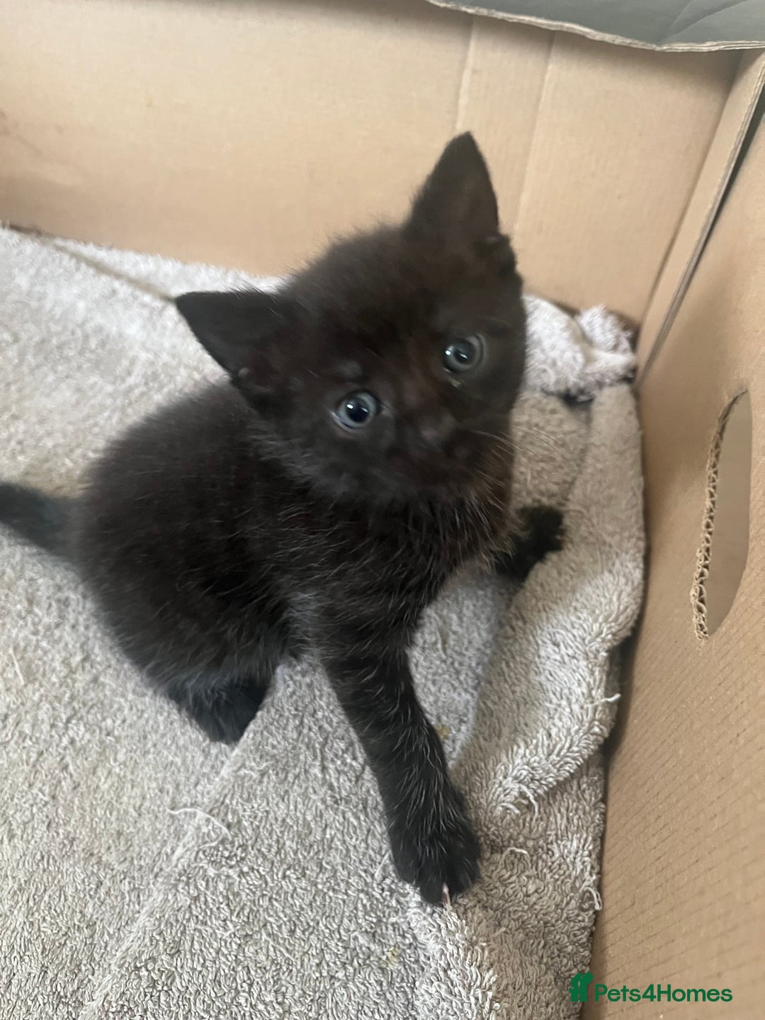British Shorthair cats for sale: 6 adorable BSH kittens looking for forever homes  - Image 6