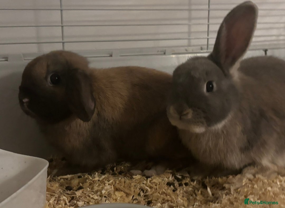 Mini Lop rabbits for sale: Gorgeous bonded pair rabbits  - Advert 1