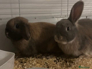 Mini Lop rabbits Gorgeous bonded pair rabbits - Advert 1