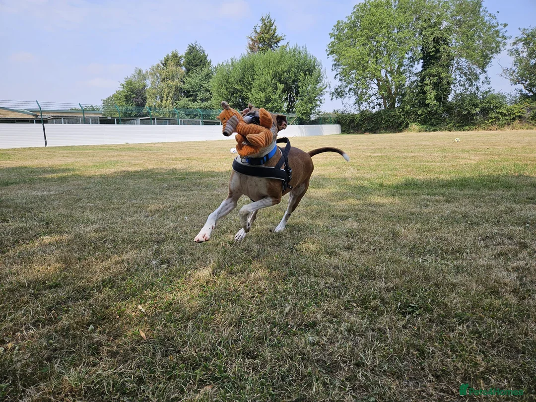 Boxer dogs for adoption: Bentley - Advert 8
