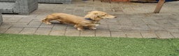 Miniature Dachshund dogs for stud: KING KOBE  CREAM LONG HAIR PROVEN  in Liverpool - Advert 8