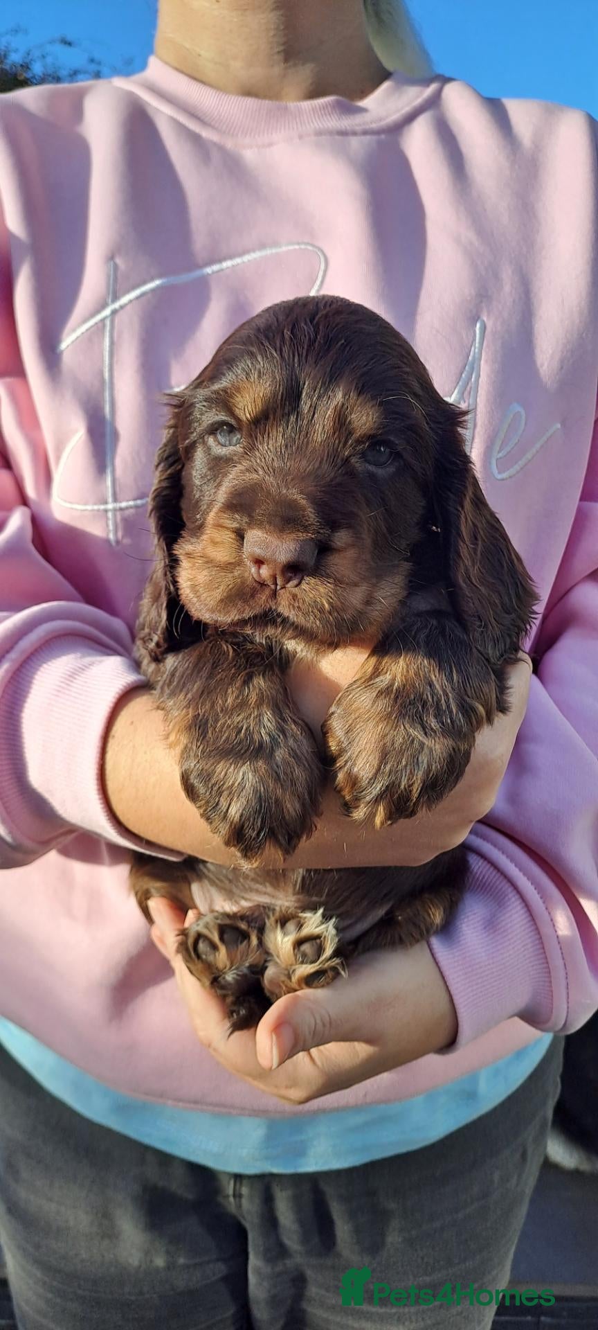 Cocker Spaniel dogs Little boy 💙 after DNA health tested parents - Advert 19