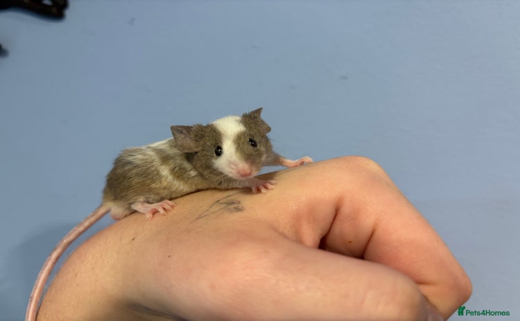 Mouse rodents - Advert 3