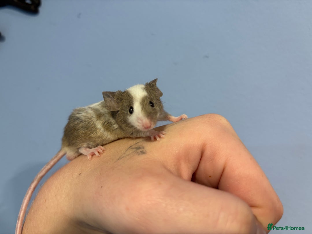 Mouse rodents for sale: Fancy Male Mouse  - Image 1