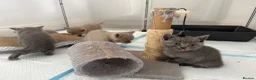 British Shorthair cats for sale: 💙Male kittens ready now💙 - Advert 9