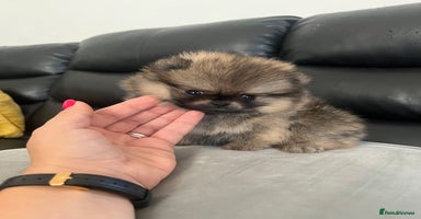 Pomeranian dogs - Advert 3