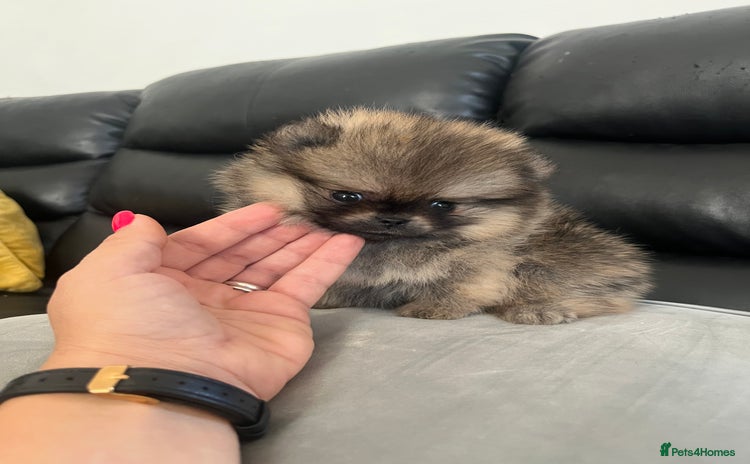 Pomeranian dogs - Advert 7