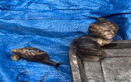 Snails invertebrates for sale: African Giants Land Snails  - Image 7