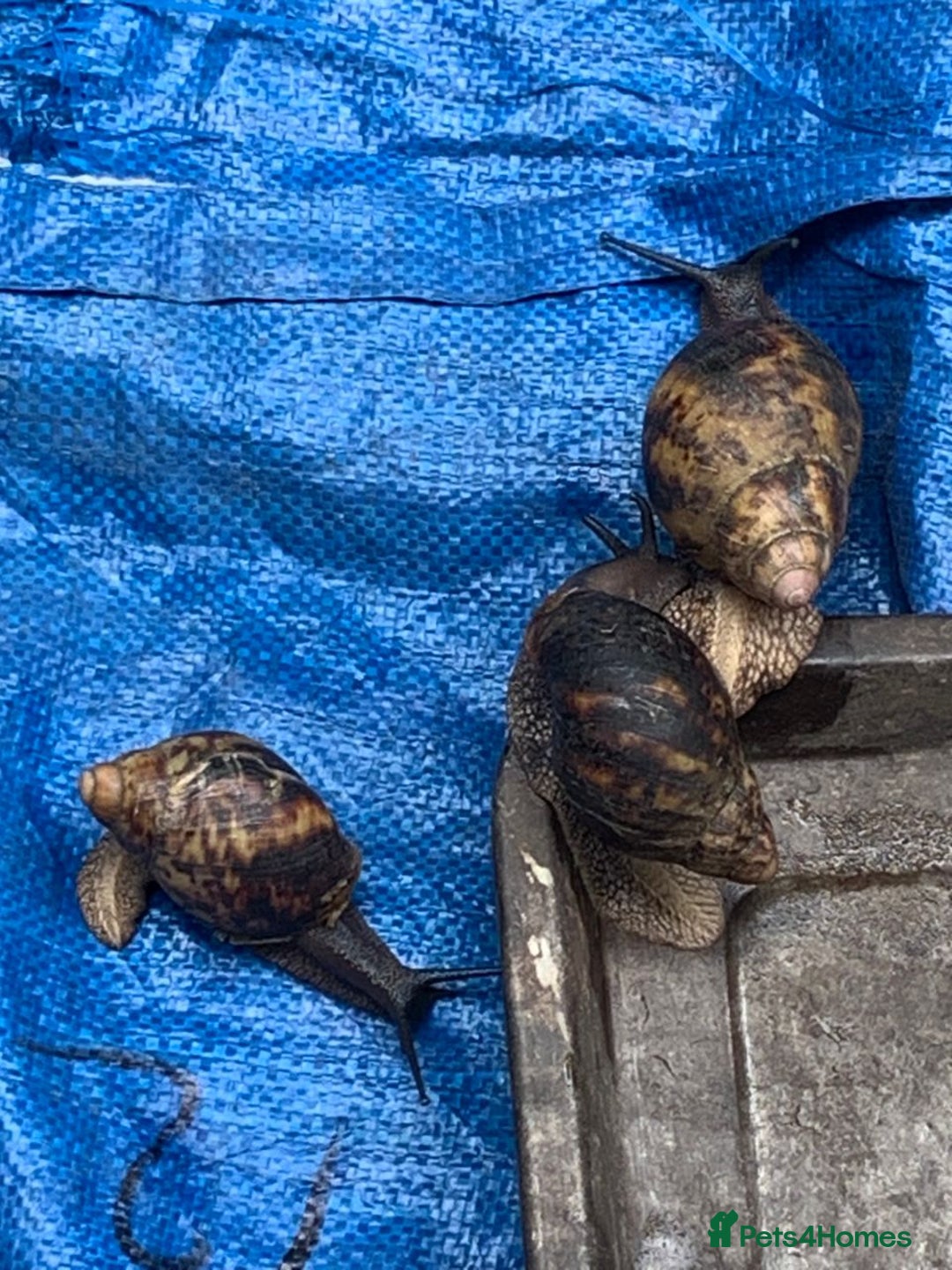 Snails invertebrates for sale: African Giants Land Snails  - Image 7