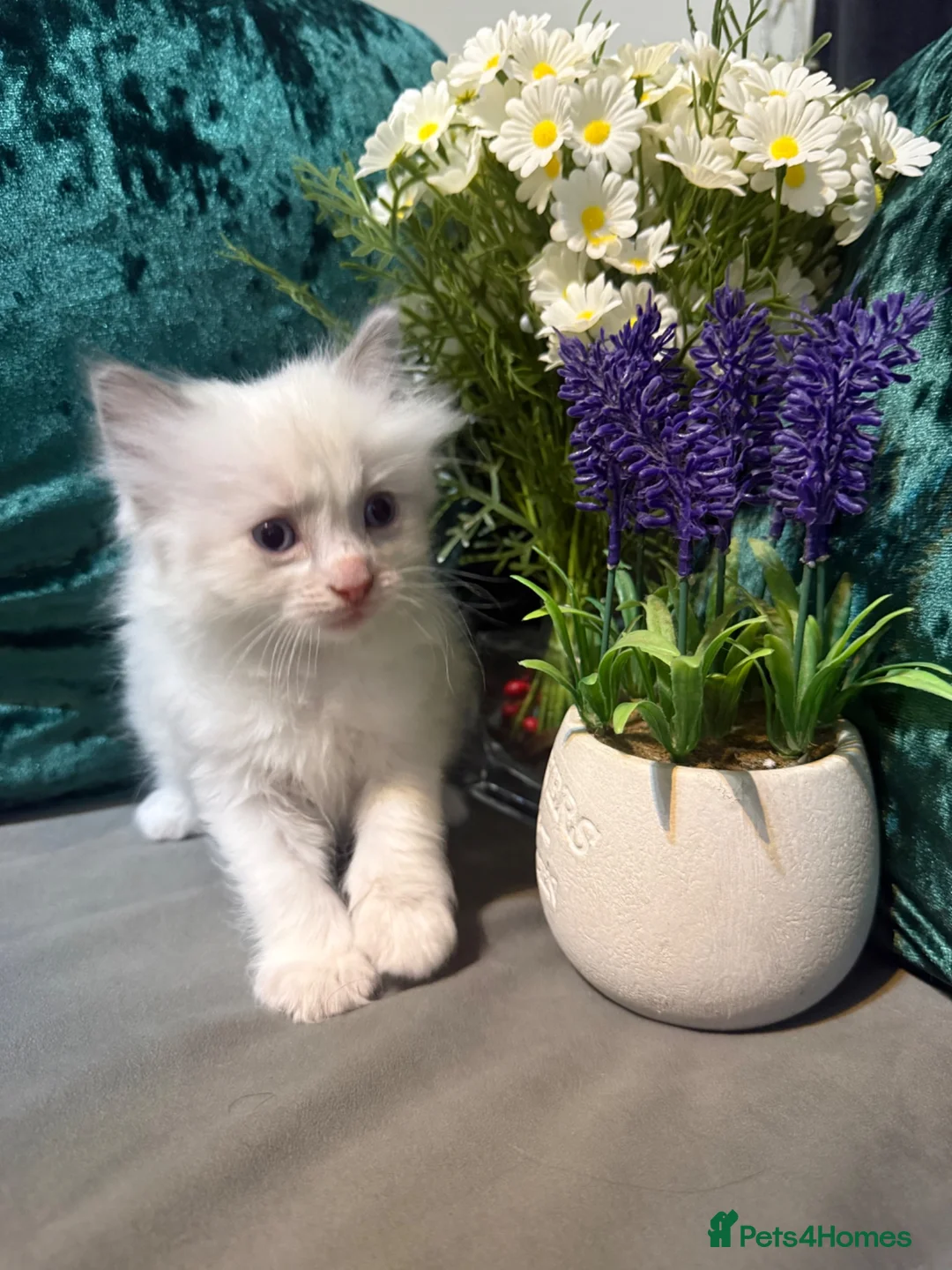 Ragdoll cats for sale: Purebreed Ragdoll kittens - Advert 19