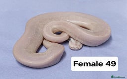 Python Snake reptiles for sale: Royal Python Morphs Females  - Image 11