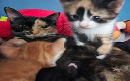 Mixed Breed cats for sale: Kittens for sale - Image 21