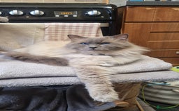Ragdoll cats for stud: *STUD* GCCF & TICA REGISTERED ACTIVE BLUEPOINT BOY in Oldham - Image 2