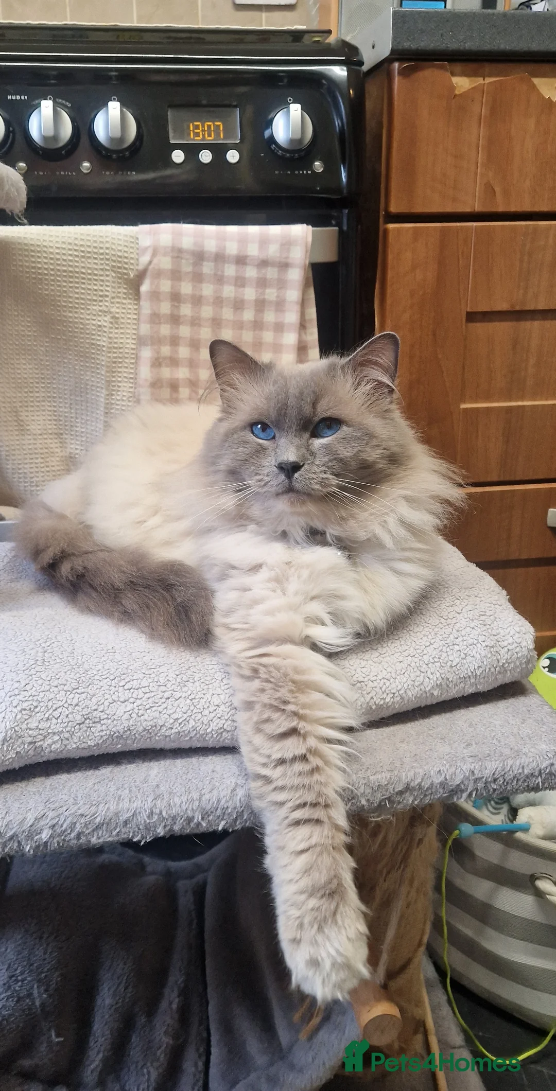 Ragdoll cats for stud: *STUD* GCCF & TICA REGISTERED ACTIVE BLUEPOINT BOY in Oldham - Advert 2