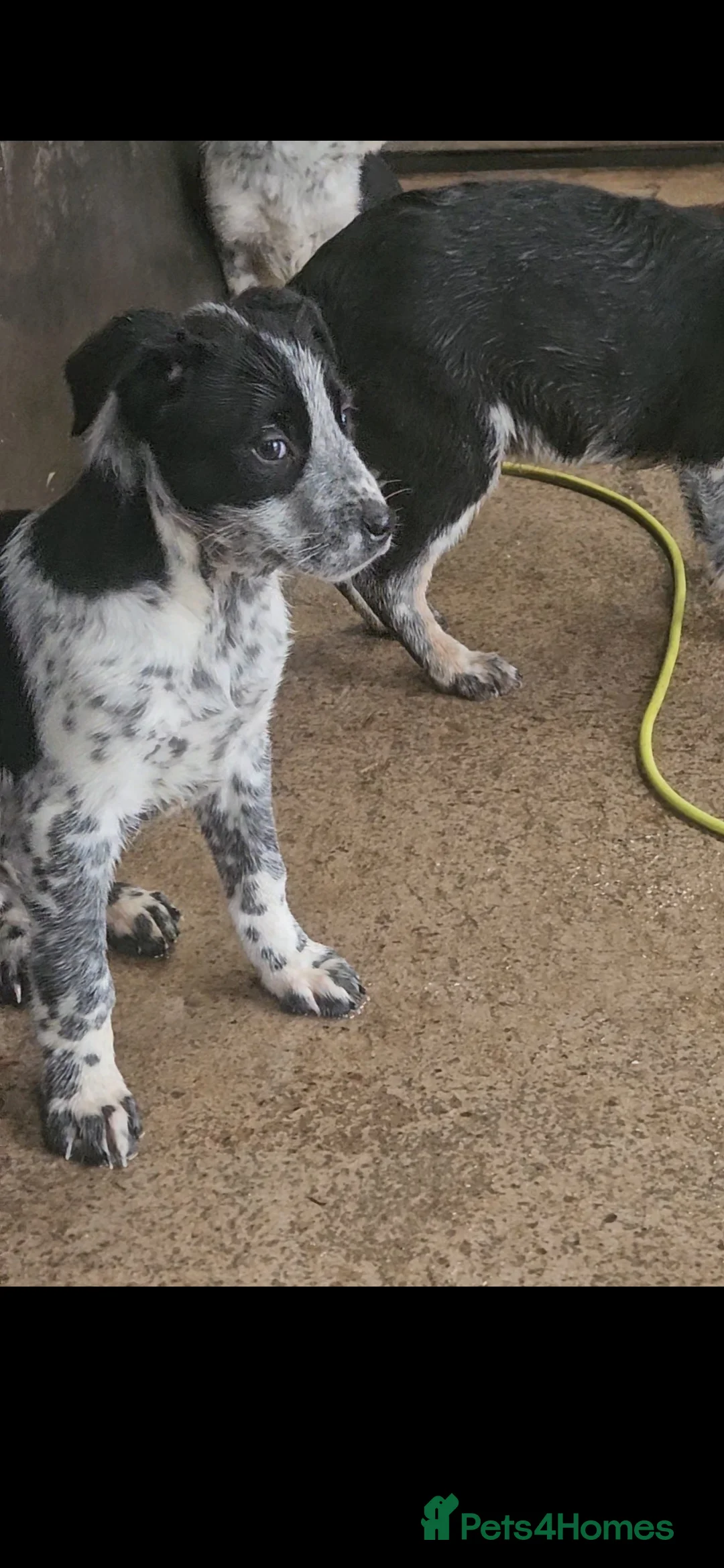 Mixed Breed dogs for sale: AUSTRALIAN CATTLE DOG X COLLIE PUPPIES - Advert 6