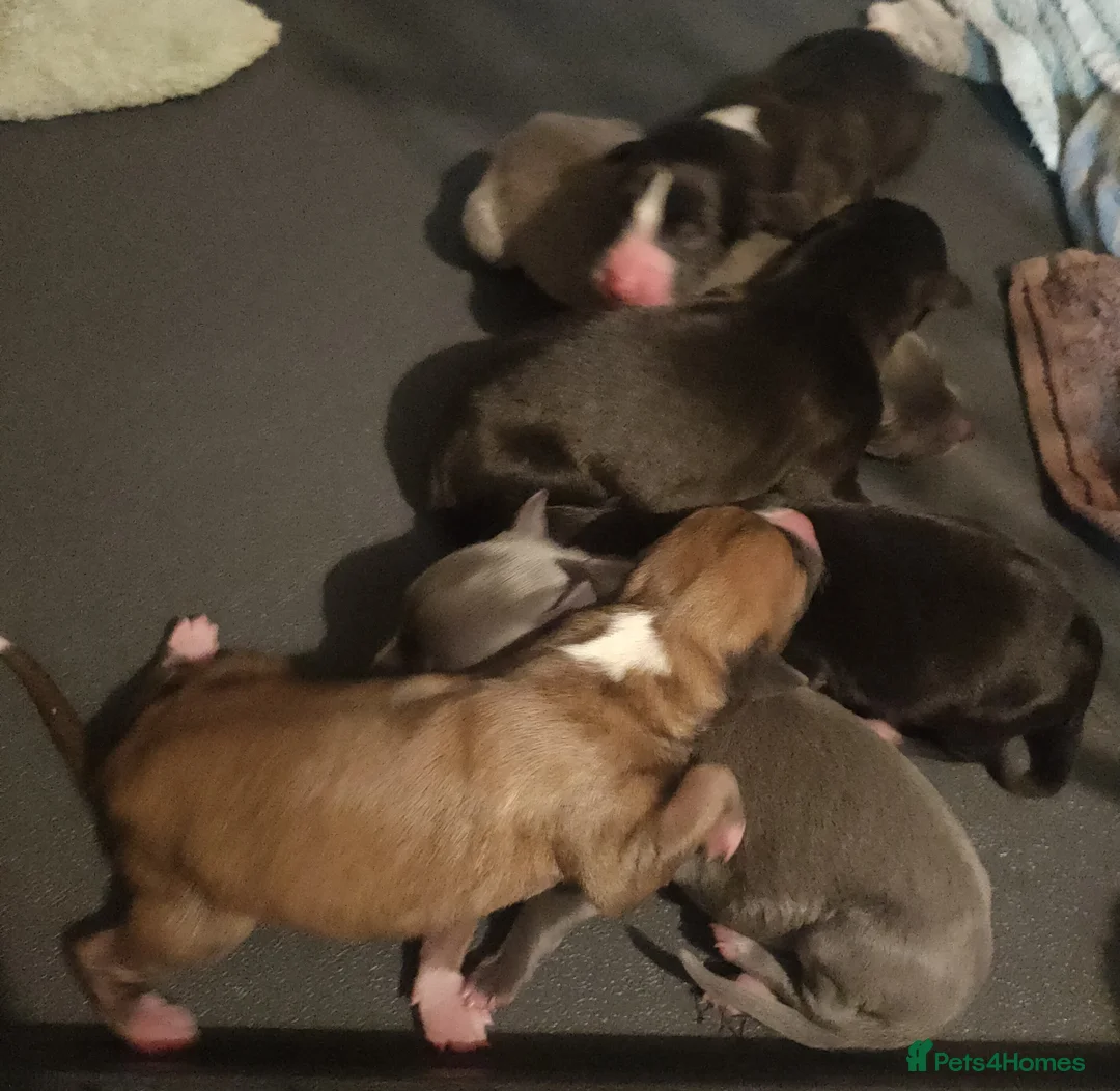 Whippet dogs for sale: Whippet puppies  - Advert 10