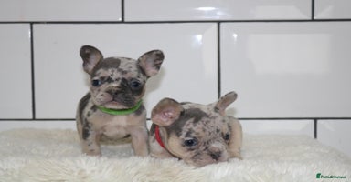 French Bulldog dogs - Advert 13