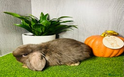Mini Lop rabbits for sale: 🐰 Pedigree purebred Miniture Lop Kits 🐰 - Image 9