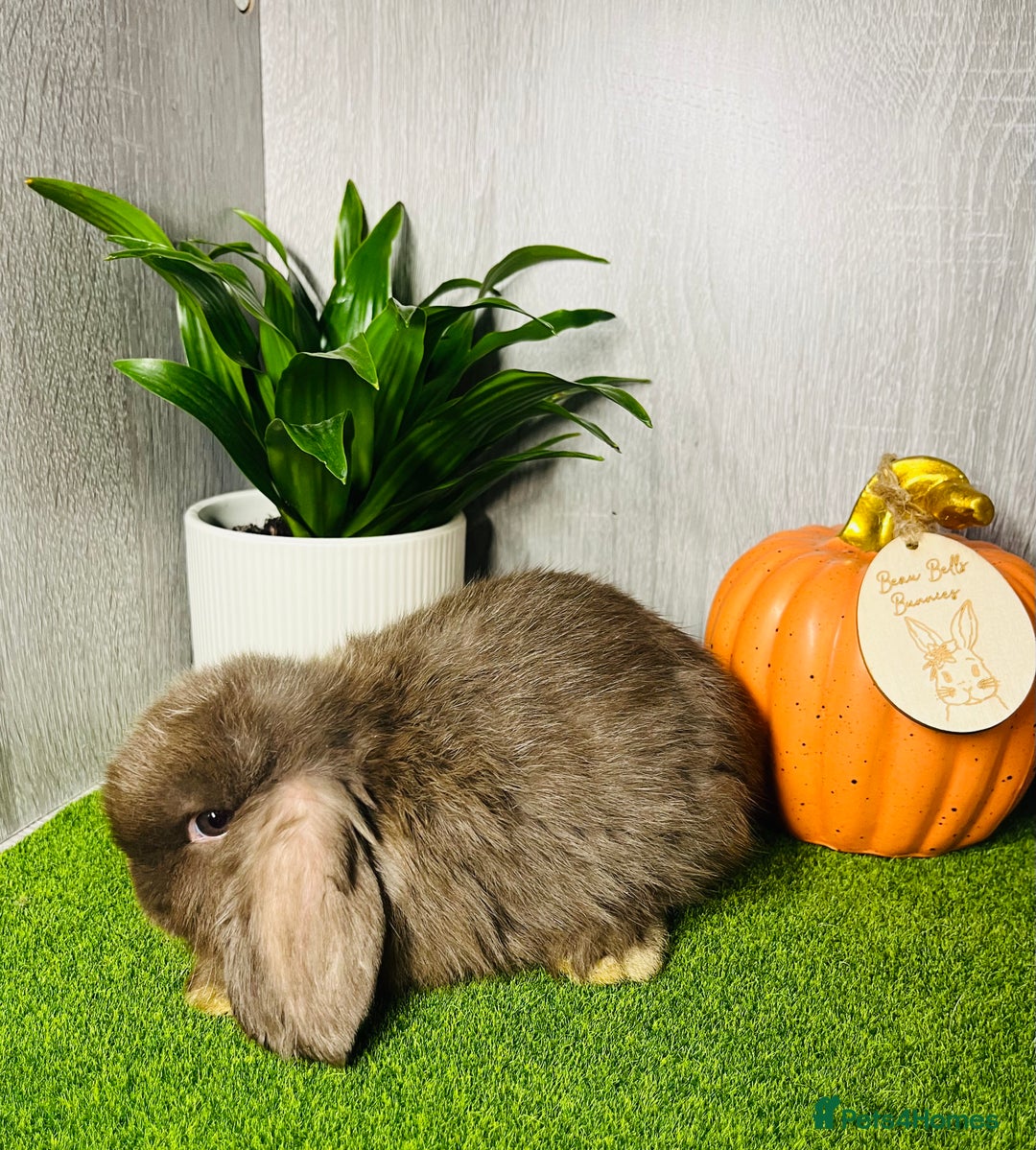 Mini Lop rabbits for sale: 🐰 Pedigree purebred Miniture Lop Kits 🐰 - Image 9
