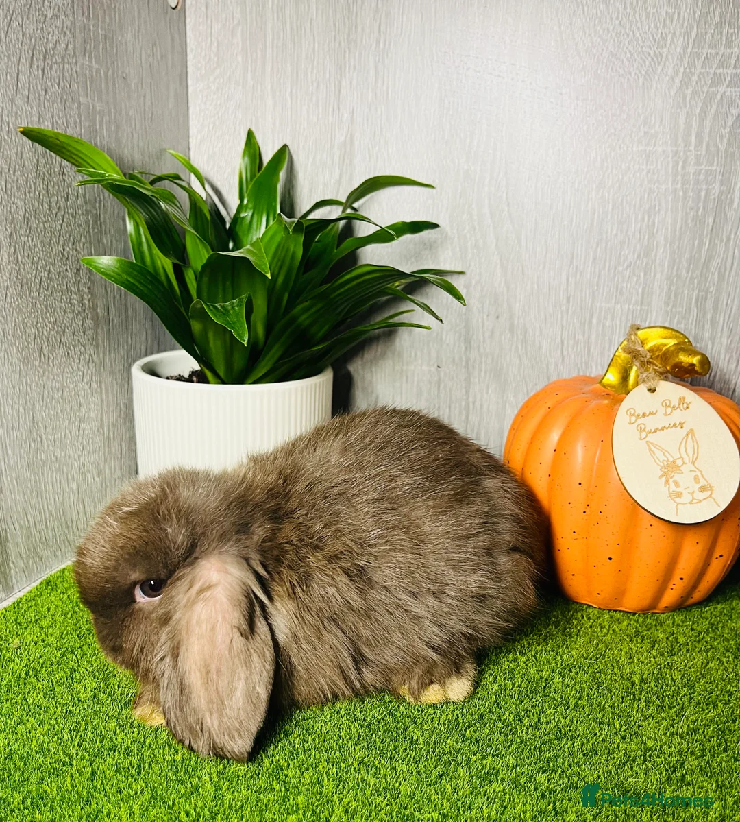 Mini Lop rabbits for sale: 🐰pure bred Miniature Lop 🐰 - Advert 13