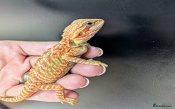 Bearded Dragon reptiles for sale: Baby Bearded Dragons ready now.  - Image 6