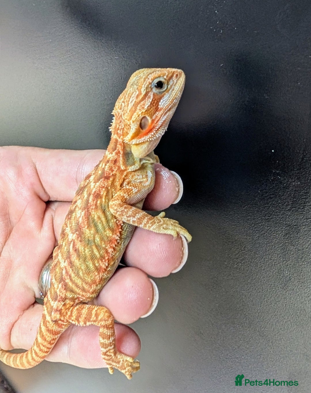 Bearded Dragon reptiles for sale: Baby Bearded Dragons ready now.  - Image 6