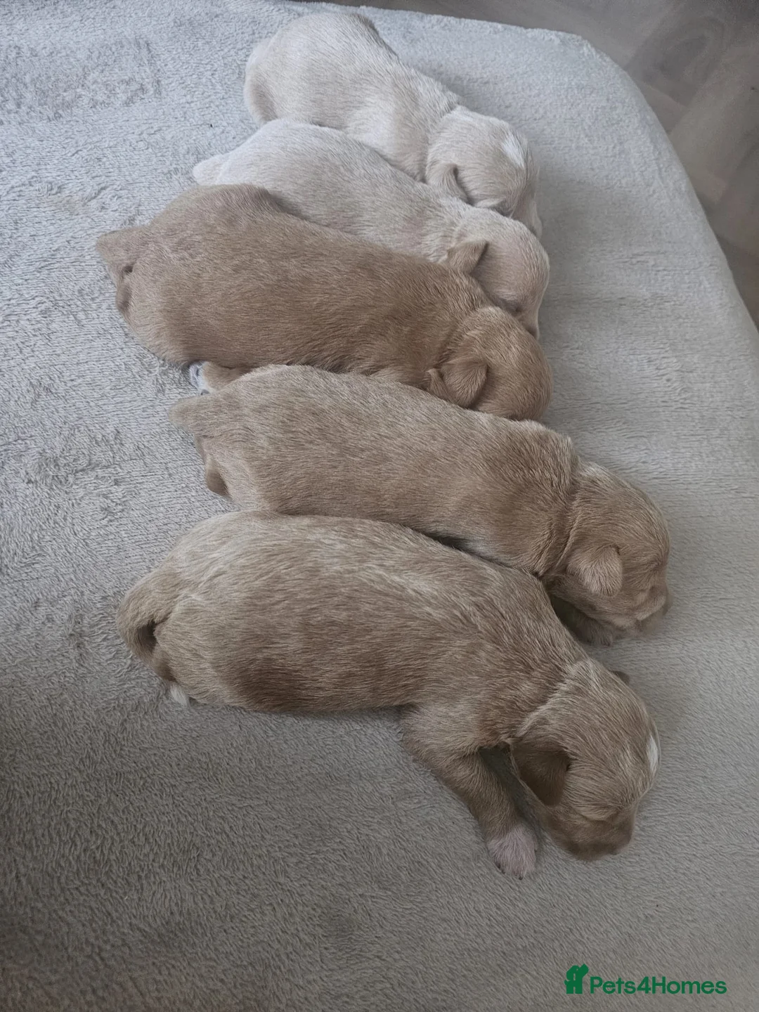 Schnoodle dogs for stud: RARE coloured mini schnoodle - Stud  - Advert 12