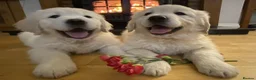 Golden Retriever dogs for sale: Extensively health tested Golden retriever puppies - Advert 3