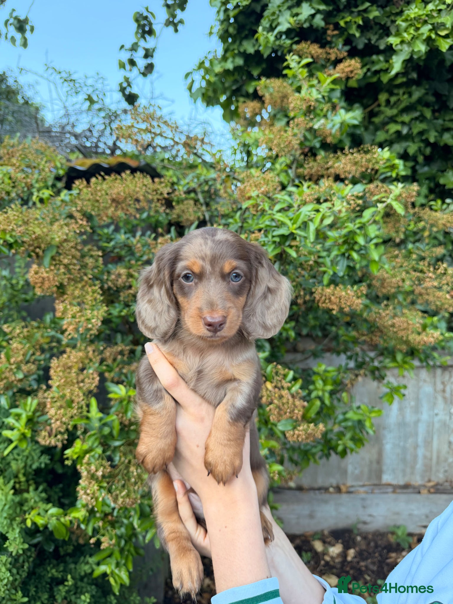Miniature Dachshund dogs for sale: KC Registered- Long haired Mini Dachshund  in London - Advert 6
