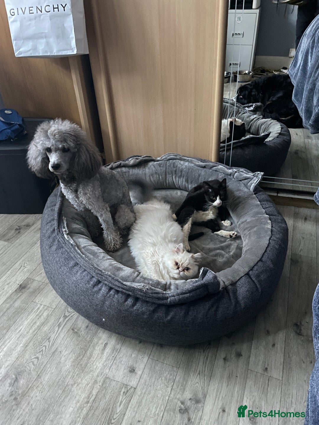 Miniature Poodle dogs for stud: Mister Kent Merlin silver miniature Poodle Stud in London - Advert 10