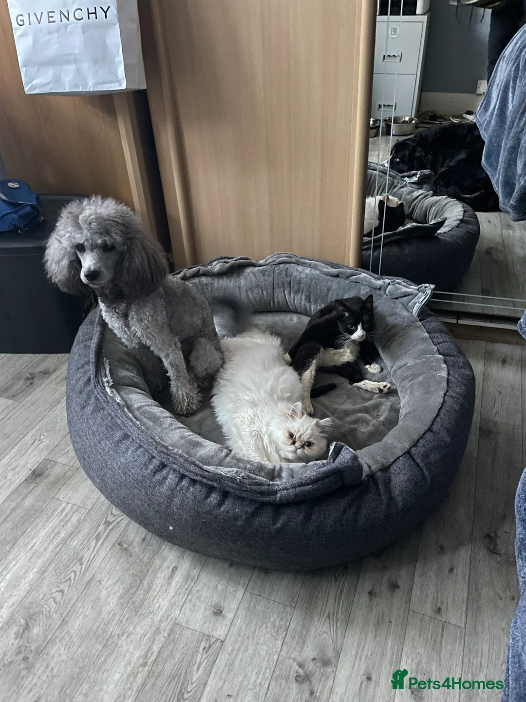 Miniature Poodle dogs for stud: Mister Kent Merlin silver miniature Poodle Stud in London - Advert 10