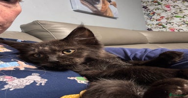 Maine Coon cats - Advert 1