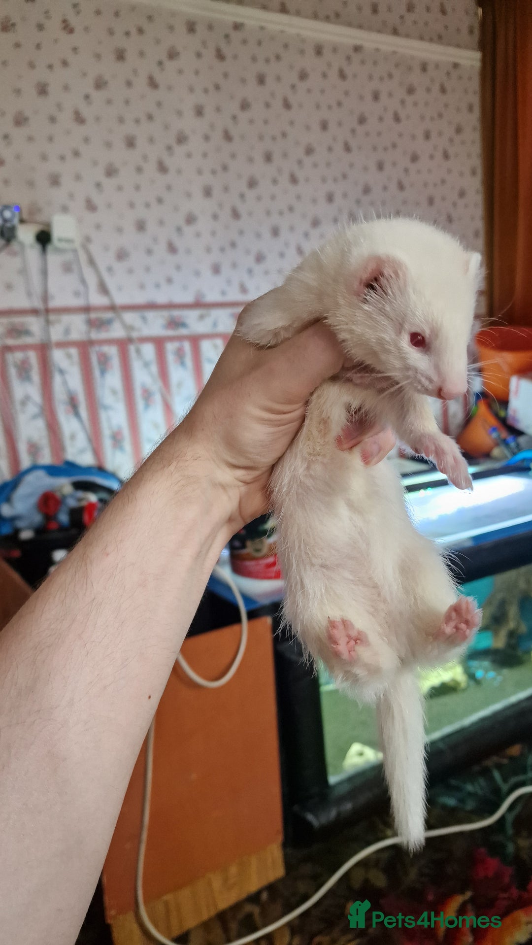 Ferret rodents for sale: 3 mixed EU Polecat Jills for sale - Image 8