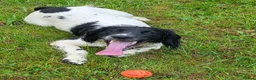 English Springer Spaniel dogs for stud: Black and white springer spaniel for stud  - Advert 2