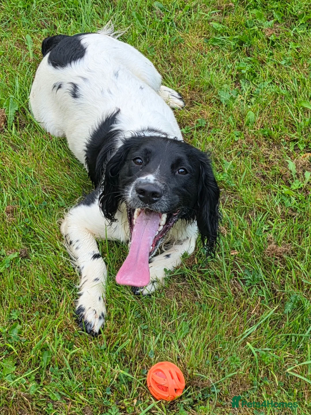 English Springer Spaniel dogs for stud: Black and white springer spaniel for stud  - Advert 2