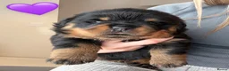 Rottweiler dogs for sale: ROTTWEILER PUPPIES 🐾 in Swansea - Advert 8