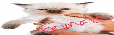 Ragdoll 2