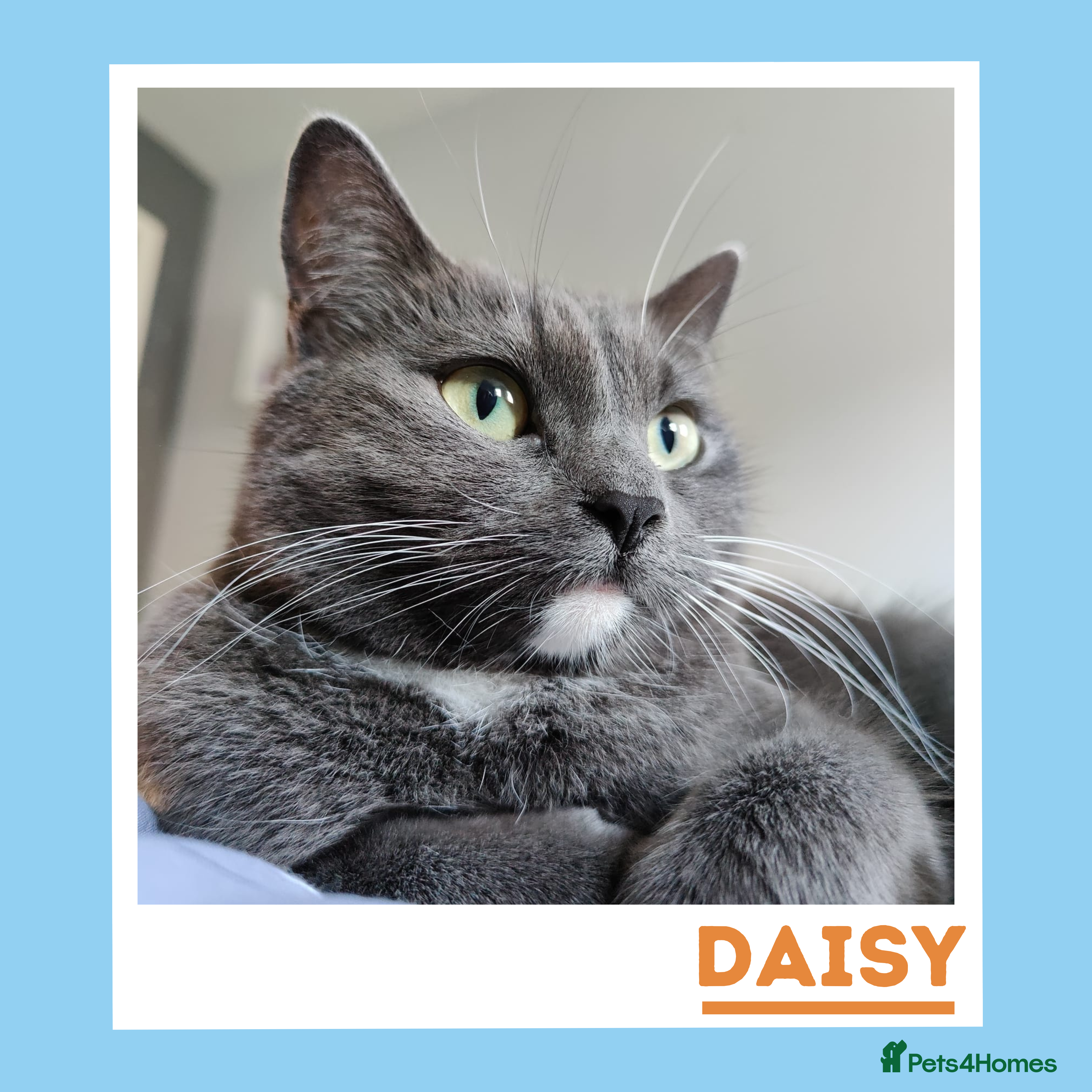 Mixed Breed cats Daisy is a gentle, cuddly sweetheart - Advert 17