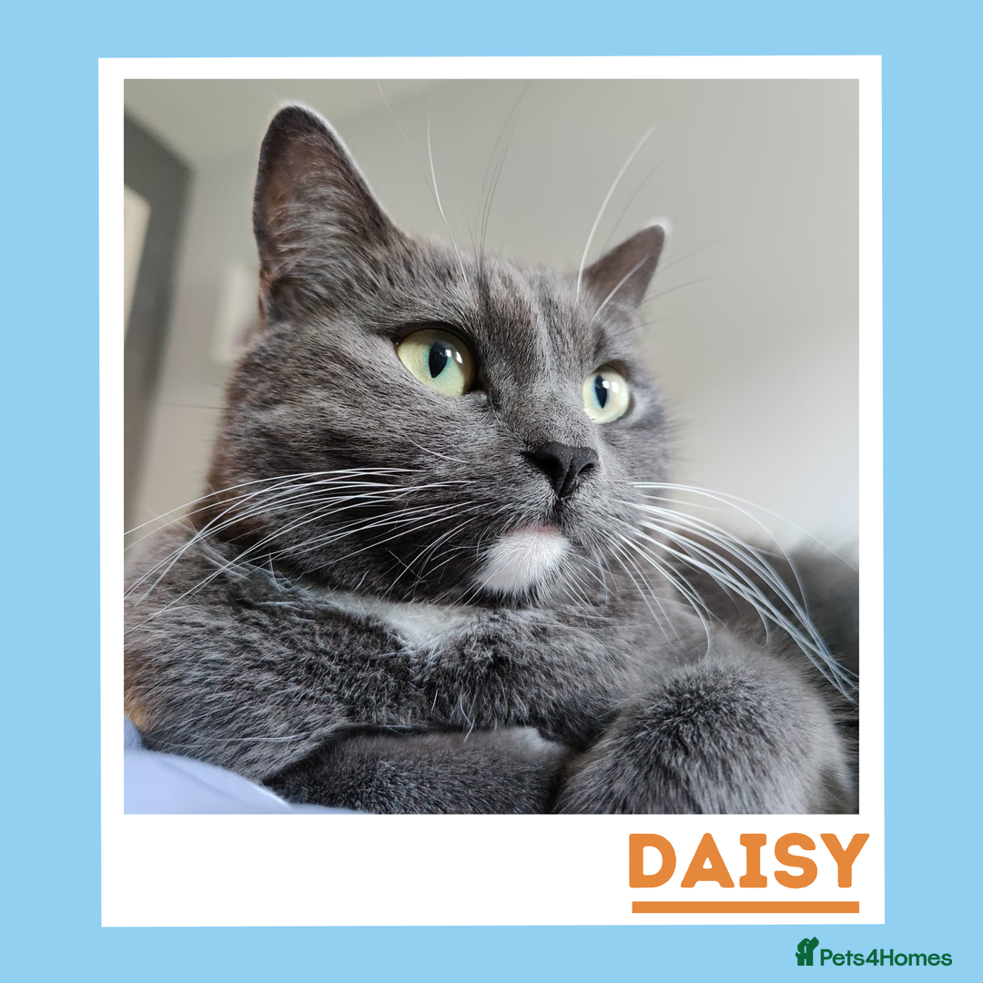 Mixed Breed cats for adoption: Daisy is a gentle, cuddly sweetheart - Advert 1
