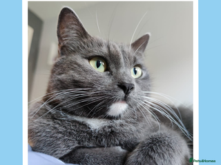 Mixed Breed cats Daisy is a gentle, cuddly sweetheart - Advert 1