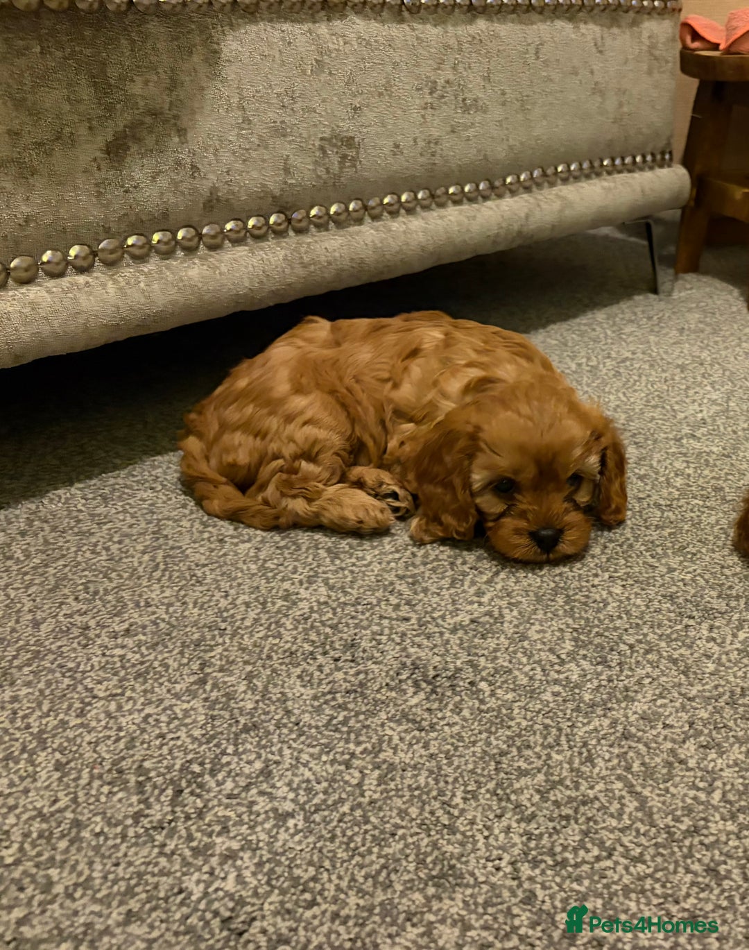 Cavapoo dogs for sale: Female Cavapoo  - Advert 2