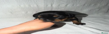 Dobermann Puppy 3