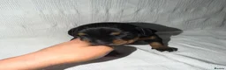 Dobermann dogs for sale: 1 Beautiful Female Doberman Puppy  - Advert 12