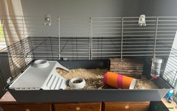 Guinea Pig rodents for sale: X2 bonded Guinea pigs females with indoor set up - Image 8