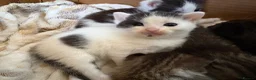 British Shorthair cats for sale: Five gorgeous soft kittens  - Advert 26