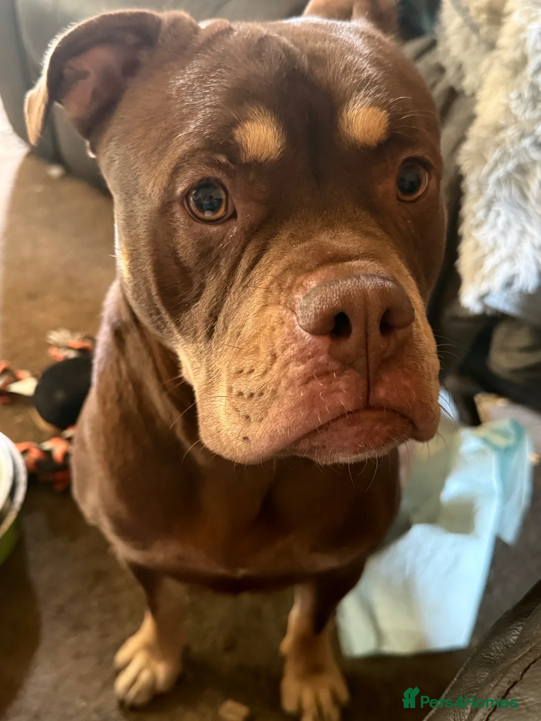 Mixed Breed dogs for sale: Re homing  in Wakefield - Advert 3