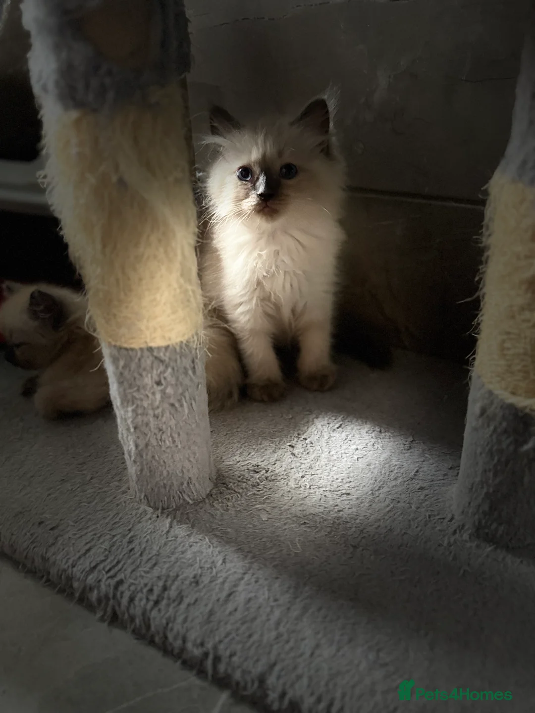 Ragdoll cats for sale: Ragdoll kittens  - Advert 3