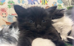 Mixed Breed cats for sale: Kittens  - Image 11